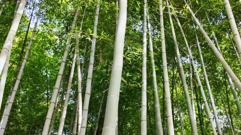 Tall Bamboo Trunks Rising Into Green Canopy Vídeo Stock 345138916