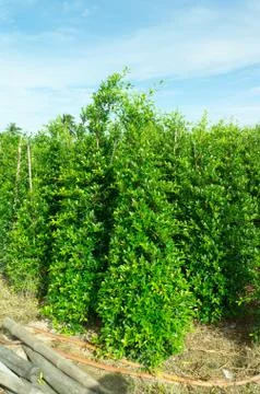 Tall banyan Stock Photos
