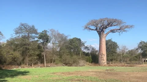 Tall baobab tree in the field surrounded by greenery during  day in Madagascar Видео 331531439