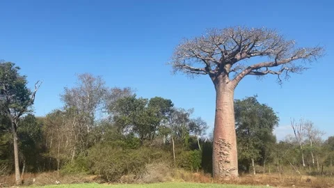 Tall baobab tree in the field surrounded by greenery during  day in Madagascar Видео 331531440