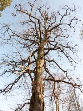 Tall bare branched tree in winter early spring blue sky Stock Photos