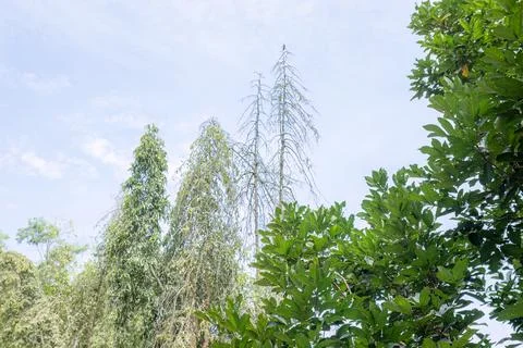Tall Bare Tree Among Lush Green Vegetation Stock Photos