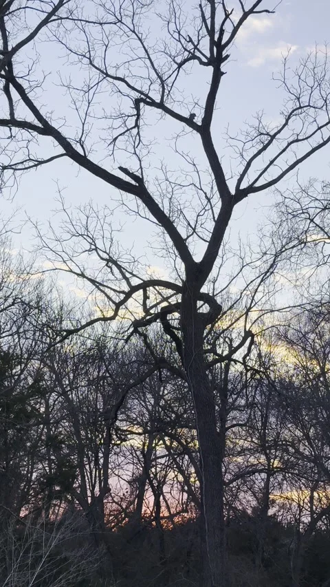 Tall Bare Tree Silhouette Against Colorful Twilight Video stock 344717287
