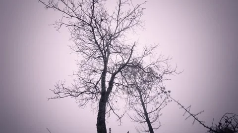 Tall Bare Tree Silhouetted Against a Bright Misty Sky Stock Footage 341691658