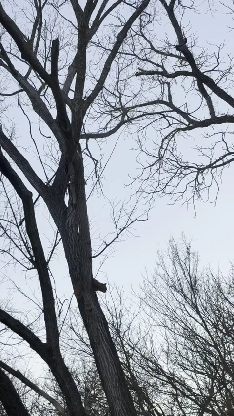 Tall Bare Tree Trunks and Branches in Winter Видео 344807510