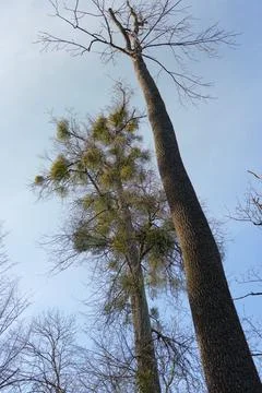 Tall bare tree trunks rising into pale blue sky with sparse spring foliage Stock Photos