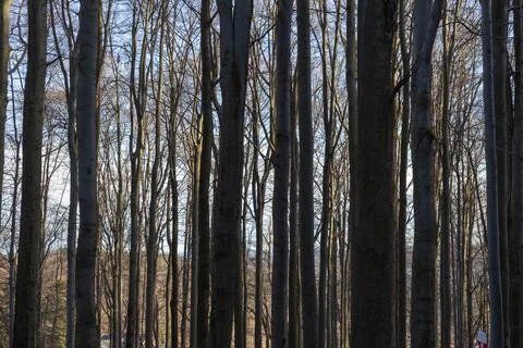 Tall bare tree trunks stand in a dense winter forest under a bright sky, Stock Photos