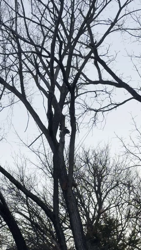 Tall Bare Tree With Twisting Branches Video stock 344807537