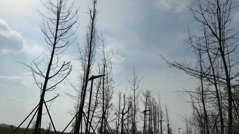 Tall Bare Trees Against Overcast Sky in Winter China Vídeos de archivo 334699542