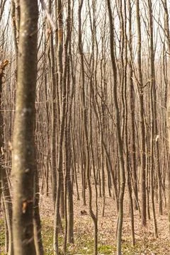 Tall Bare Trees in Deciduous Forest Stock Photos