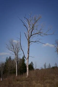 Tall bare trees standing over dry meadow under clear blue sky Stock Photos