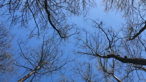 Tall bare trees swaying high overhead Stock Footage 241944119