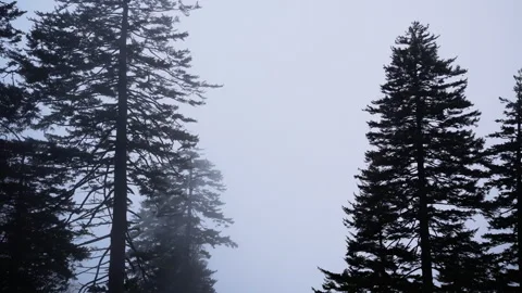 Tall, bare, weathered tree trunks against a pale overcast sky in a qui Stock-Footage 327251316
