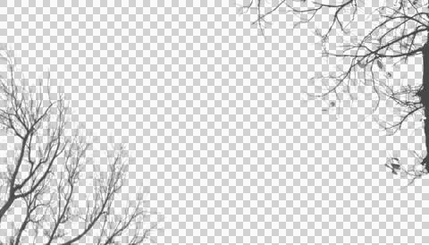 Tall bare winter tree branches framing transparent background layout 스톡 일러스트