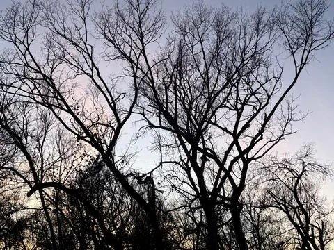 Tall Bare Winter Trees Under a Fading Pink Sky 写真素材