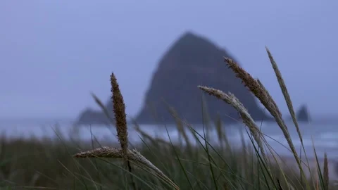 Tall beach grass swaying to breeze in front of Haystack rock at Oregon coas.. Stock-Footage 246727580