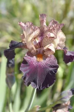 Tall bearded iris Action Packed Stock Photos