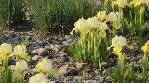 Tall bearded iris (Iris barbata media 'Sonnentrude') Stock Footage 18078465