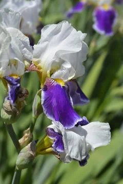 Tall bearded iris Wabash Stock Photos