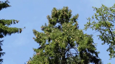 Tall beautiful pine trees Video stock 81293358