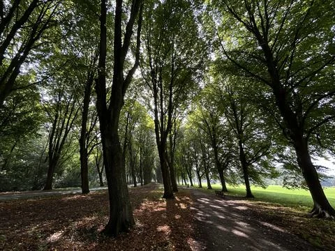Tall beech tree avenue with dappled sunlight over shaded dirt path, park bench Stock Photos