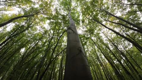 Tall beech tree, bottom view, rotating around it Stock Footage 275511866