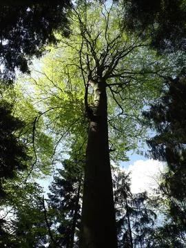 Tall Beech Tree Canopy Sunlight Sky Forest Photos