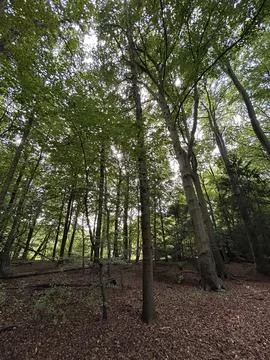Tall beech trees and mixed woodland canopy with sunbeams filtering through Stock Photos