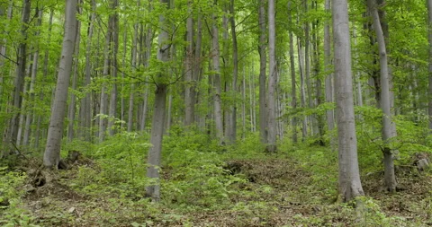 Tall beech trees forming a vibrant green canopy in Carpathian deciduous forest. Stock Footage 313834364