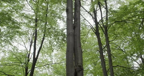 Tall beech trees with fresh green foliage in a temperate deciduous forest. Stock Footage 313834273