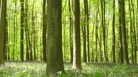 Tall Beech Trees Rising Above Bluebell Carpet in Sunlit Spring Forest Stock Footage 345554117
