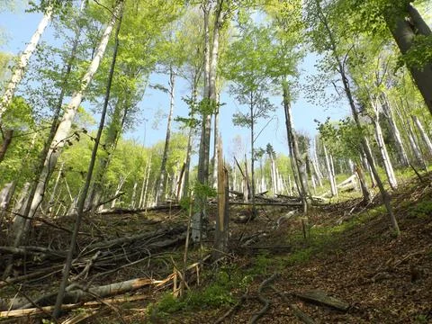 Tall Beech Trees Slope Fallen Logs Woodland Canopy 写真素材