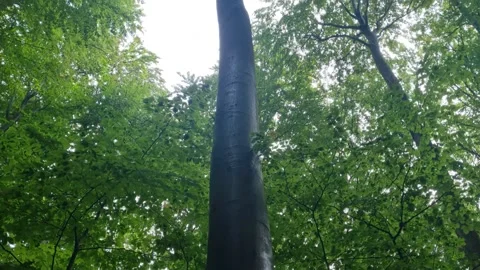 Tall Beech Trunks and Canopy in the Jasmund Forest Stock Footage 346411562