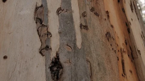 Tall, big, huge, eucalyptus tree tilt up (down to top) shot in forest. Dynamic Stock Footage 126074558