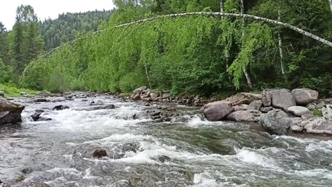 A tall birch leaning in an arc above the bed of a stormy small river Stock Footage 280093255