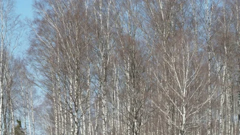 The tall birch tree in the forest in Estonia Stock Footage 188588742
