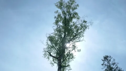 Tall birch tree silhouetted against the bright sun Видео 336594610