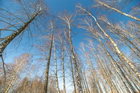 Tall birch trunks, winter cold day. Vertical composition emphasizes height .. Stock Photos