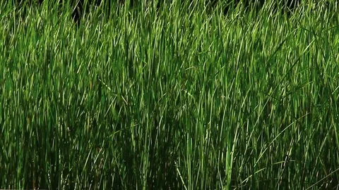 Tall Blades of Grass Stock Footage 93782906