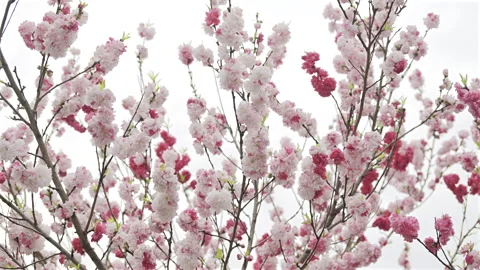 Tall branches filled with clusters of pink and white cherry blossoms are in full Stock Footage 311018710