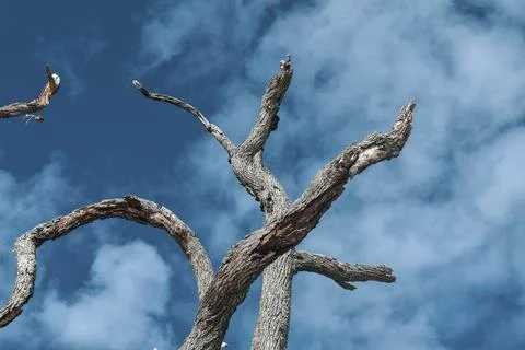 Tall branches Stock Photos