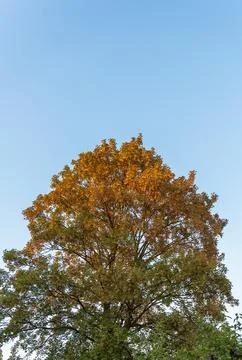 Tall broadleaf tree crown turning orange and yellow against a clear blue sky in Stock Photos