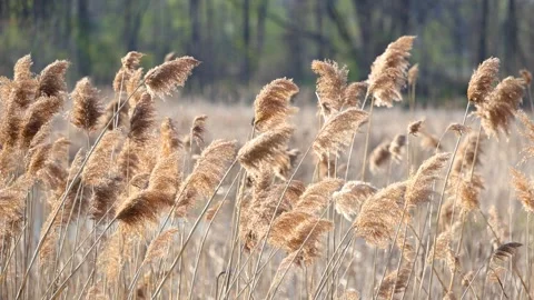 Tall brown bulrush grass with feather reeds swaying to wind Video stock 308129028