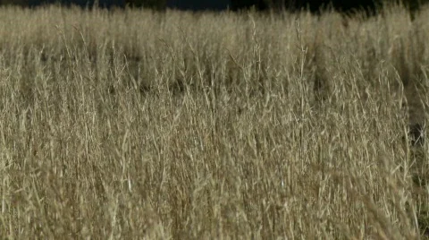Tall brown grass  動画素材 587928