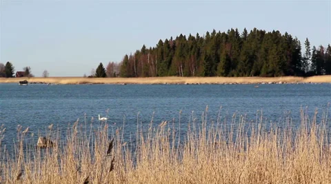 Tall brown reeds Stock Footage 37281213