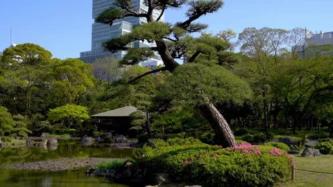 Tall building setting behind  japanse garden Video stock 96561510