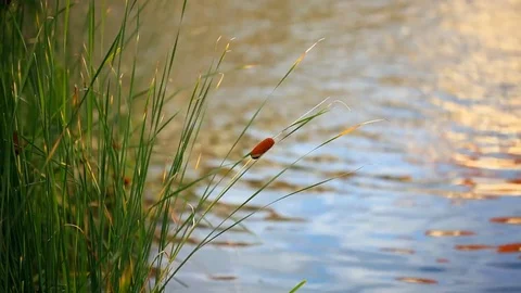 Tall bulrush like grass with hollow stem growing near water Stock Footage 70593525