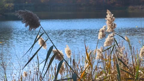 Tall bulrush grass swaying to wind . Stock Footage 255993410
