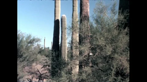 Tall Cacti Close-Up Stock Footage 276290450