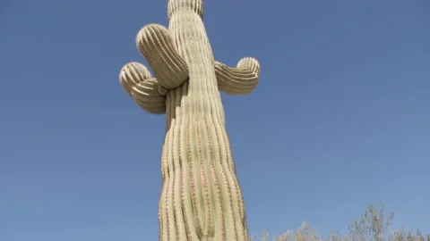 Tall cactus along highway 74 in Palm Desert, California Stock Footage